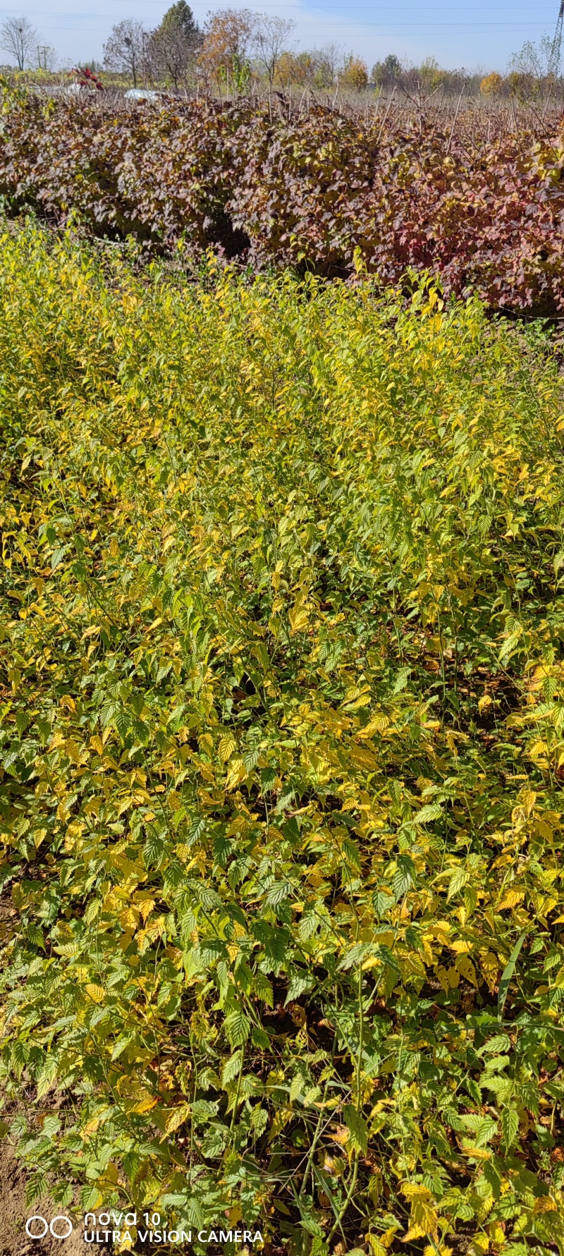 地棠丛生地棠杯苗地棠80-1米地棠软枝地棠硬枝地棠