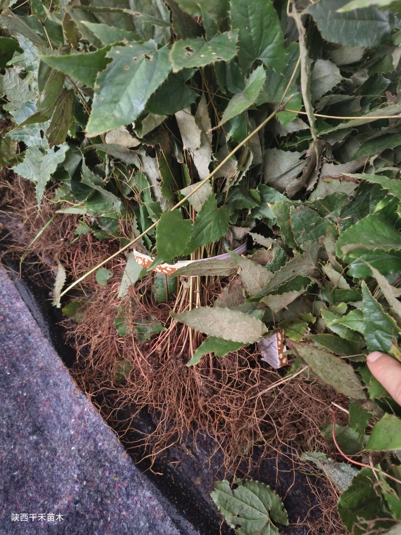 绒毛淫羊藿种苗