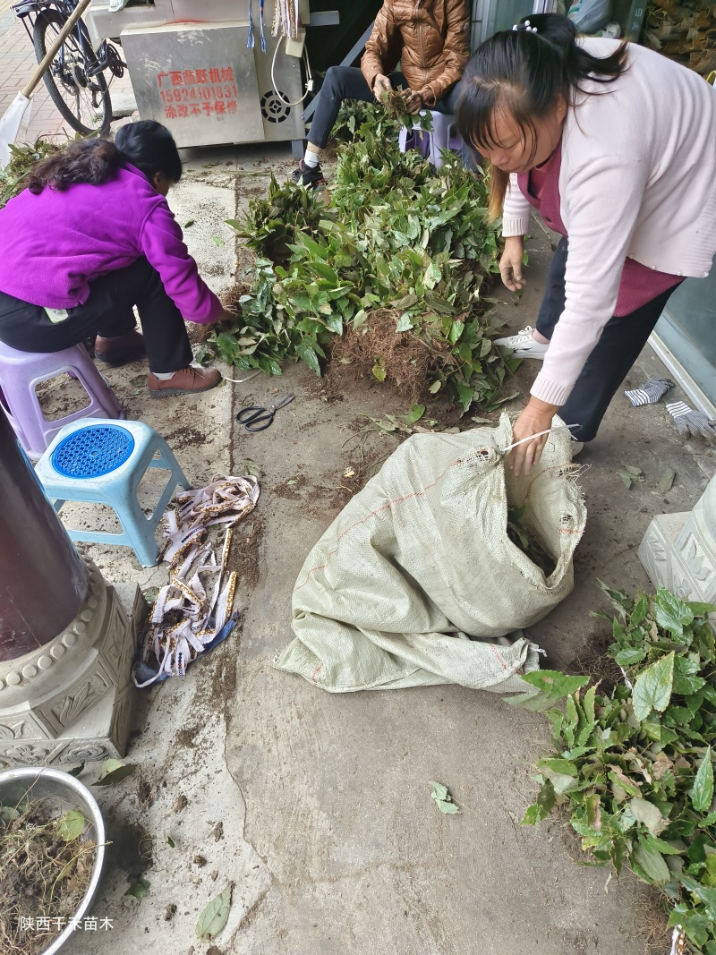 绒毛淫羊藿种苗