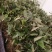 绒毛淫羊藿种苗