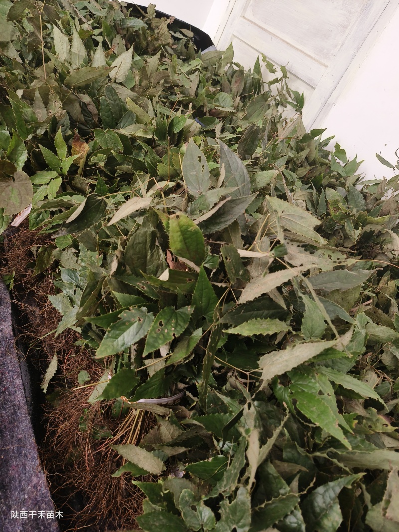 绒毛淫羊藿种苗