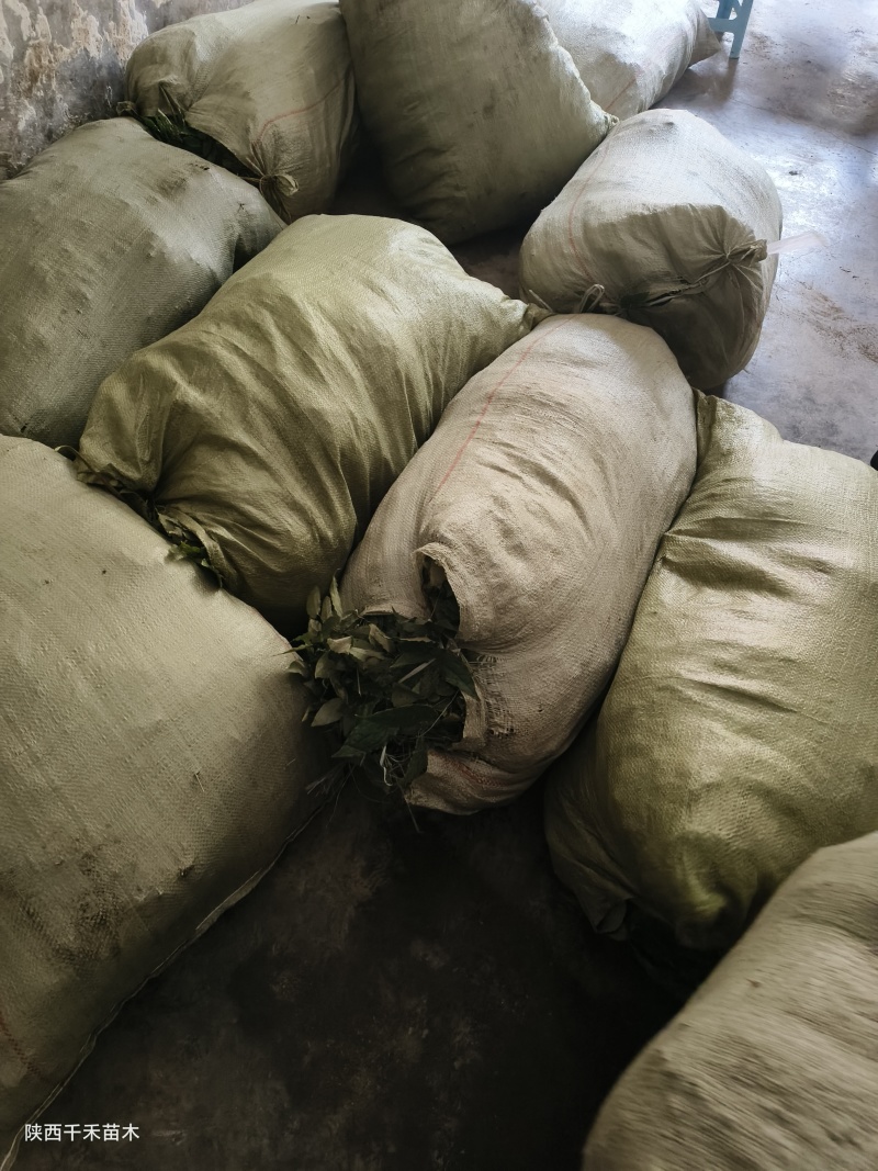 绒毛淫羊藿种苗