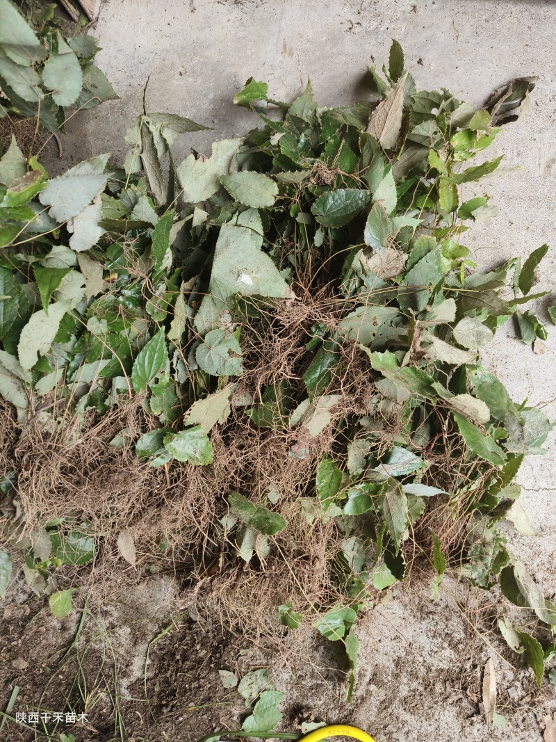 绒毛淫羊藿种苗