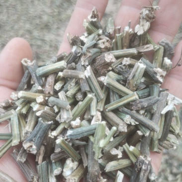 穿心莲一手货源，产地大量出售