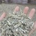 穿心莲一手货源，产地大量出售