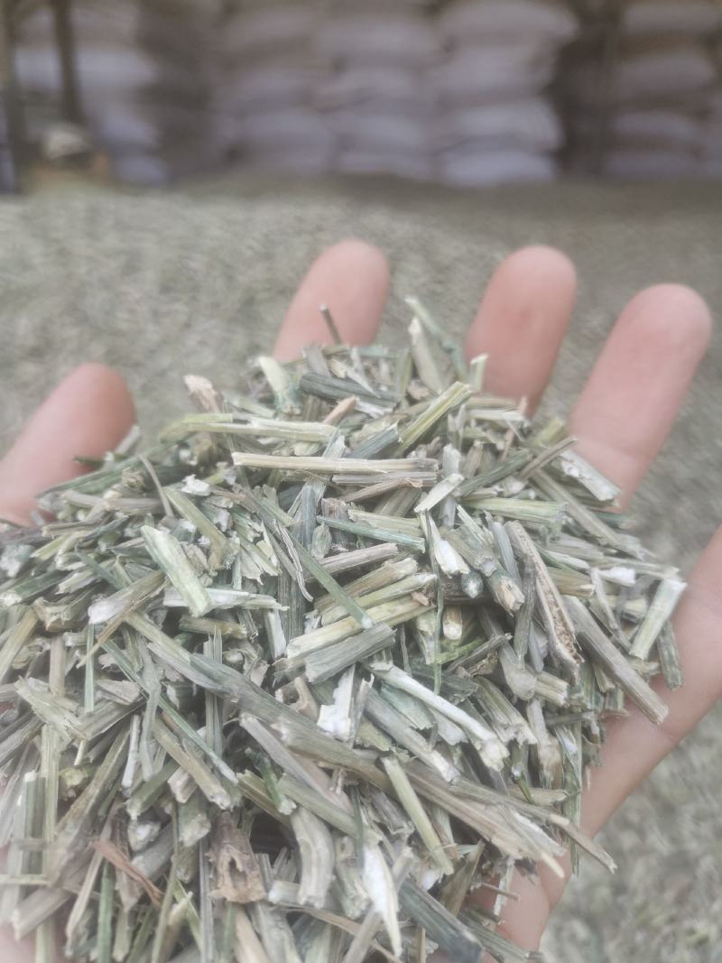穿心莲一手货源，产地大量出售