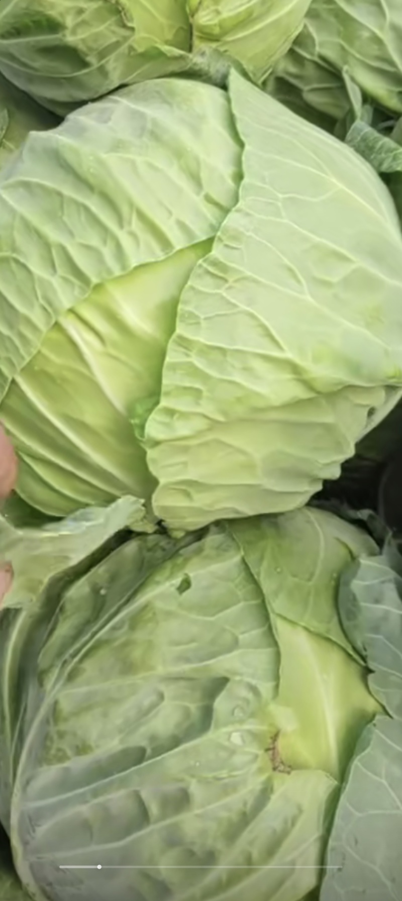花白大量有货中