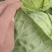 花白大量有货中