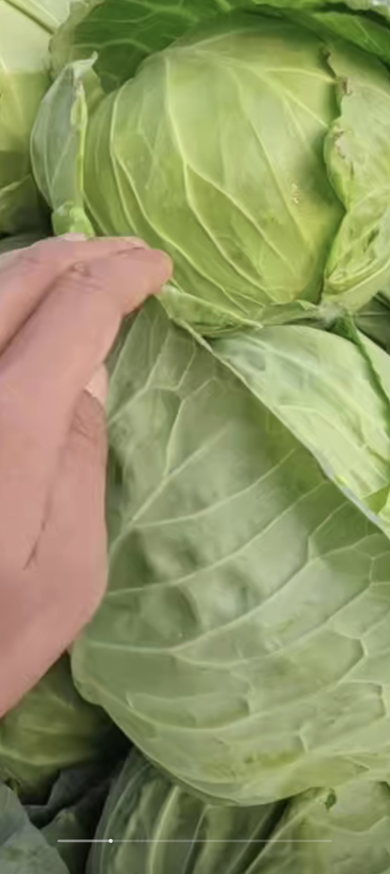 花白大量有货中