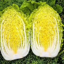 兰陵县常年大量供应精品黄心大白菜，规格3-5，4-6，
