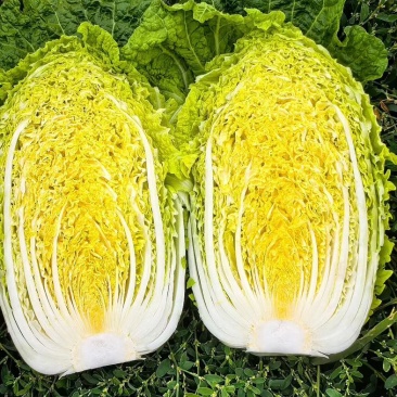 兰陵县常年大量供应精品黄心大白菜，规格3-5，4-6，