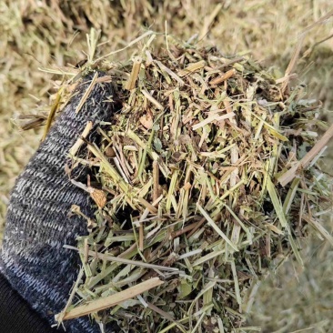 花生秧大量上市无膜无土无霉变，过风选青黄草料
