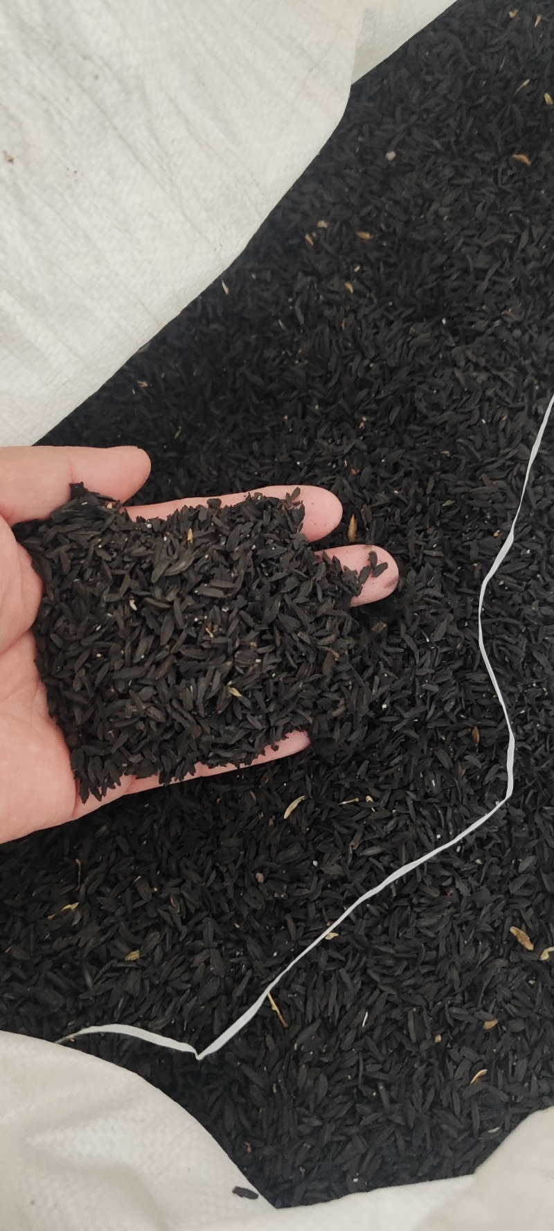 知母籽干货精选河北当年知母籽自家产新