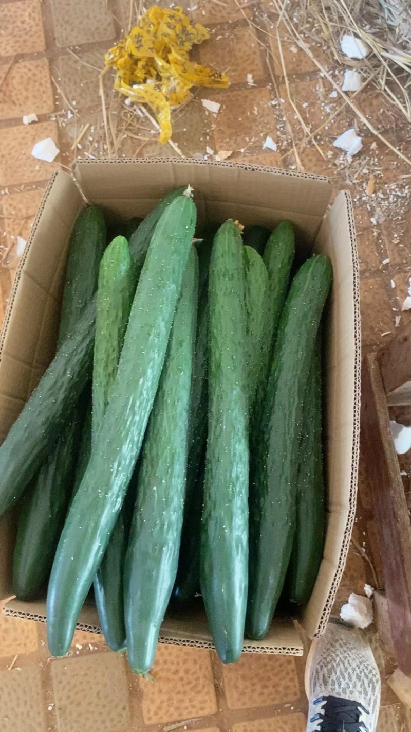 【精品】廣東黄瓜，产地直发，对接全国，质量保证。