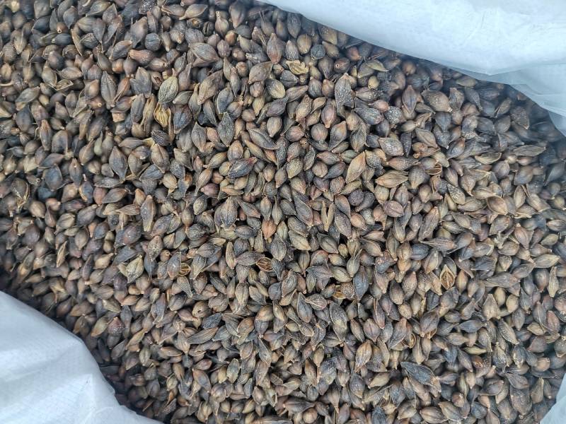 连翘正品中药材新货连翘茶无硫中药野生青翘黄翘老翘可磨