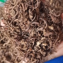 中药材紫菀正品紫苑生紫宛中草药子苑可制蜜炙紫苑