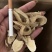 纯野生北芪无残留野生黄芪片