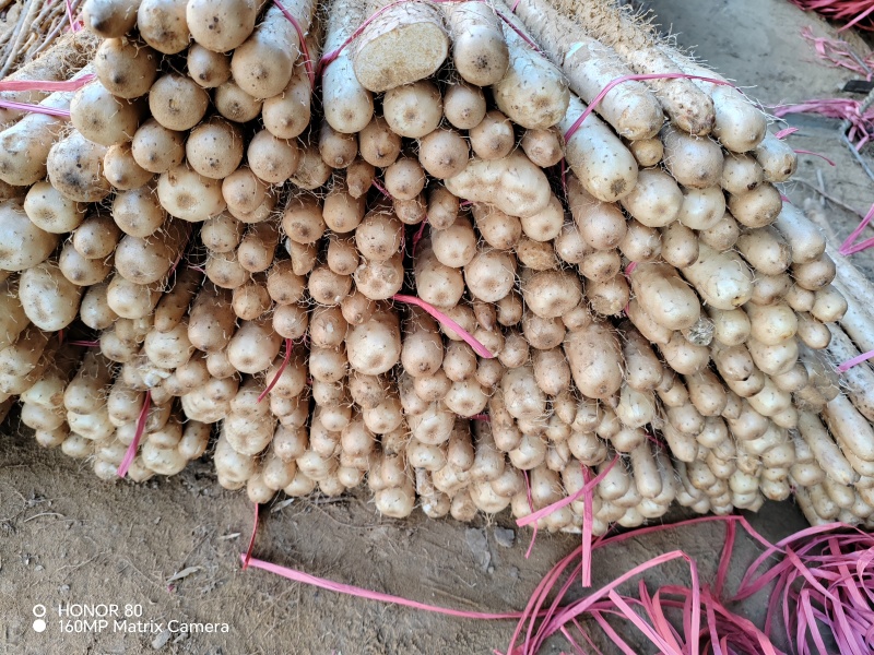 沙漠铁棍山药