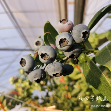 L25花香蓝莓，11，西班牙42，优瑞卡