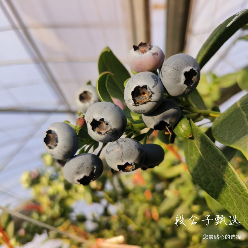 L25花香蓝莓，11，西班牙42，优瑞卡