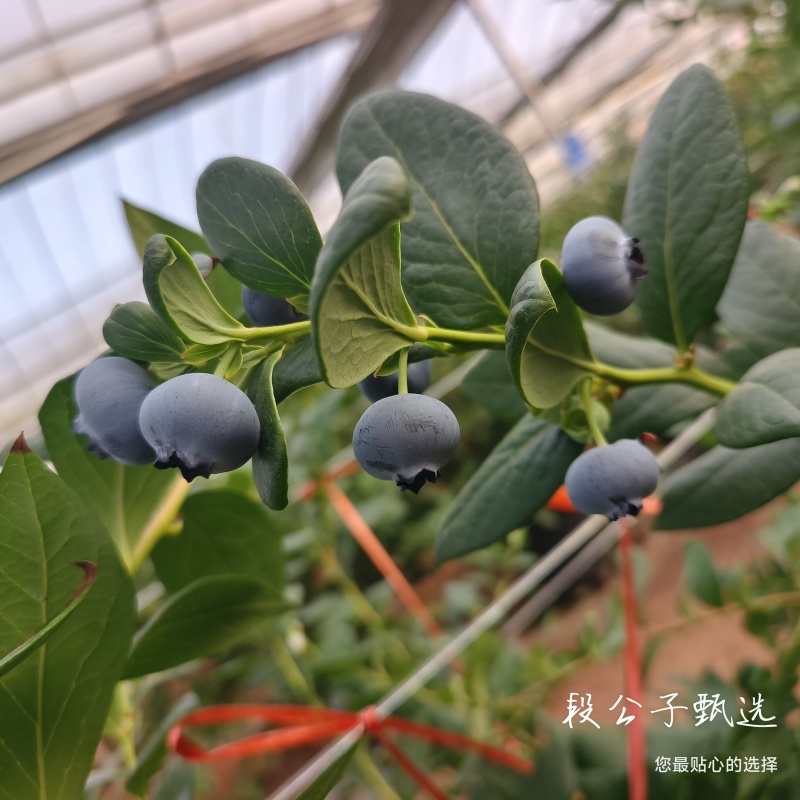 L25花香蓝莓，11，西班牙42，优瑞卡