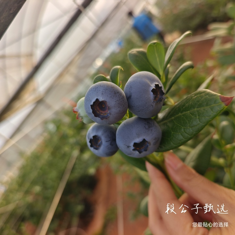 L25花香蓝莓，11，西班牙42，优瑞卡