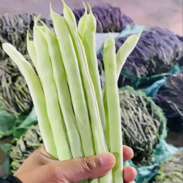 云南保山优质大白豆，场地代办直供货源，欢迎来电！
