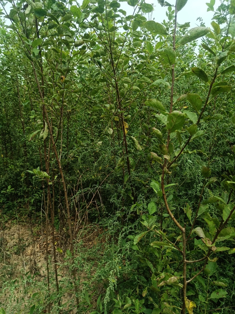法兰西西梅苗，蓝西梅苗，品种保证纯正，另有种植果园六亩。