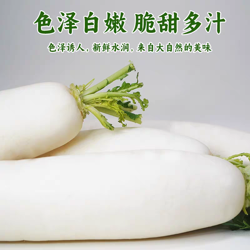 【精品白萝卜】湖北白萝卜/产地货源/全国发货/欢迎来电