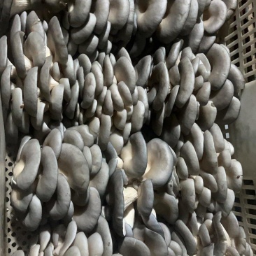 【热卖】河北鲜平菇供应市场商超电商品质保证量大价优