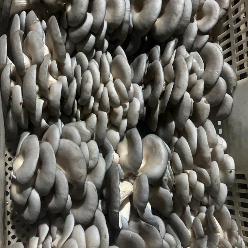 【热卖】河北鲜平菇供应市场商超电商品质保证量大价优