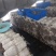 【热卖】河北鲜平菇供应市场商超电商品质保证量大价优