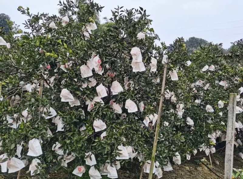 湖北假丑橘大量供货皮薄肉多量大从优