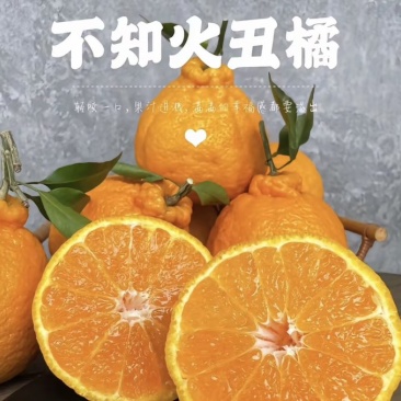 湖北假丑橘大量供货皮薄肉多量大从优