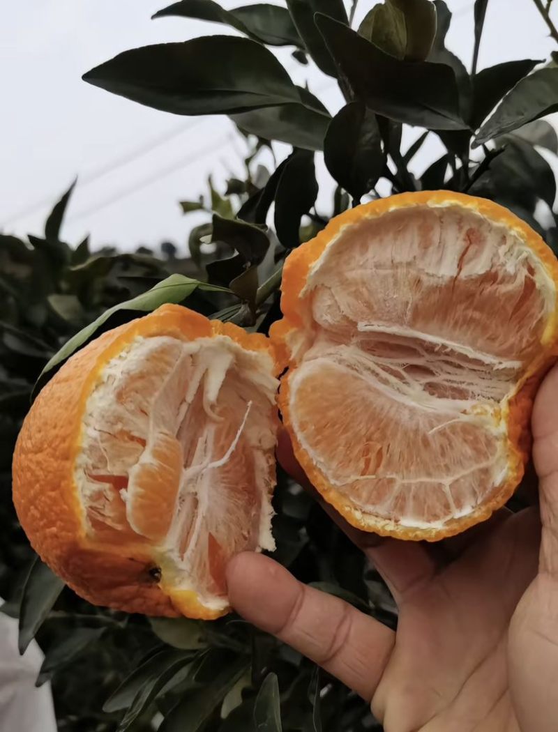 湖北假丑橘大量供货皮薄肉多量大从优