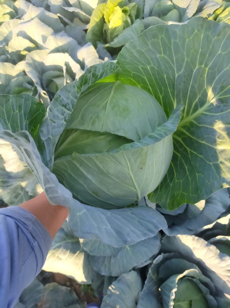 【热卖】奥奇娜扁包菜3一4斤左右电商产地直供可视频看货