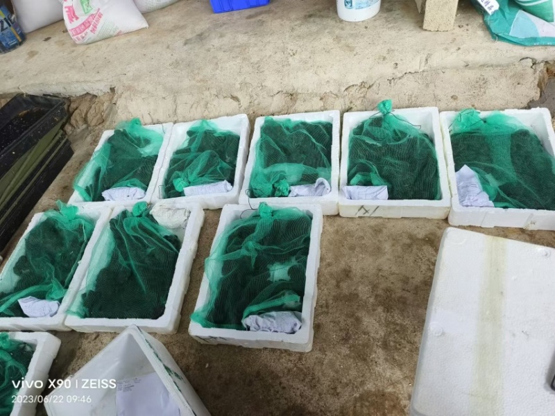 【优选】石蛙保质保量品质保障视频看货诚信经营