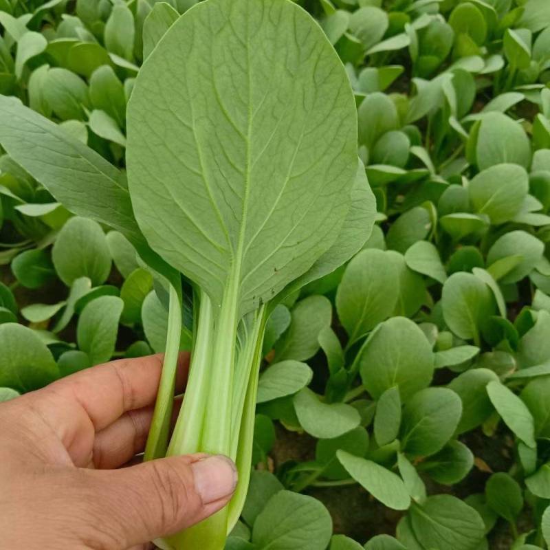 聊城小油菜翠绿鲜嫩大小都有无烧心烧边冷库打冷耐储存