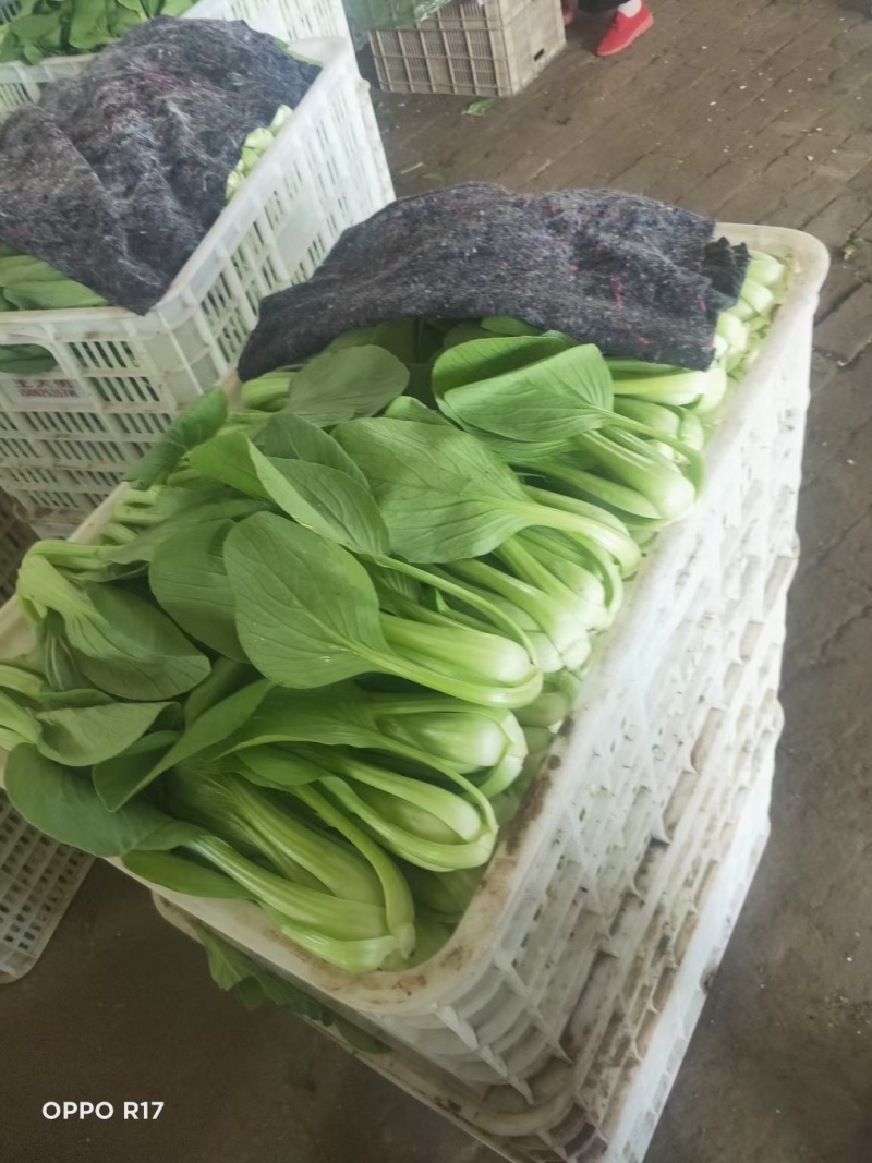 聊城小油菜翠绿鲜嫩大小都有无烧心烧边冷库打冷耐储存