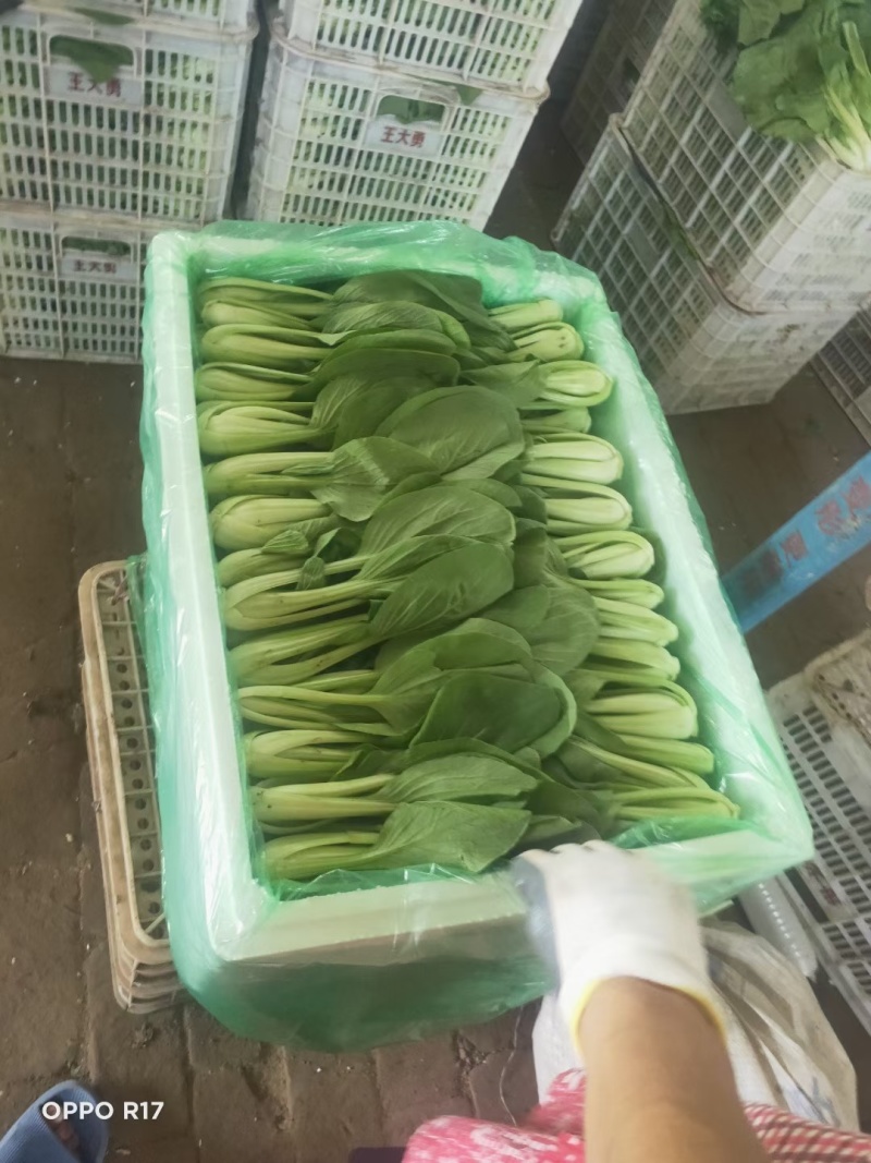 聊城小油菜翠绿鲜嫩大小都有无烧心烧边冷库打冷耐储存