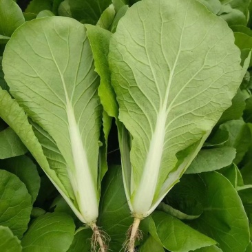 【小白菜】山东小白菜无黑点虫眼病虫害毛菜净菜纸箱泡沫箱都可