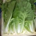 【小白菜】山东小白菜无黑点虫眼病虫害毛菜净菜纸箱泡沫箱都可
