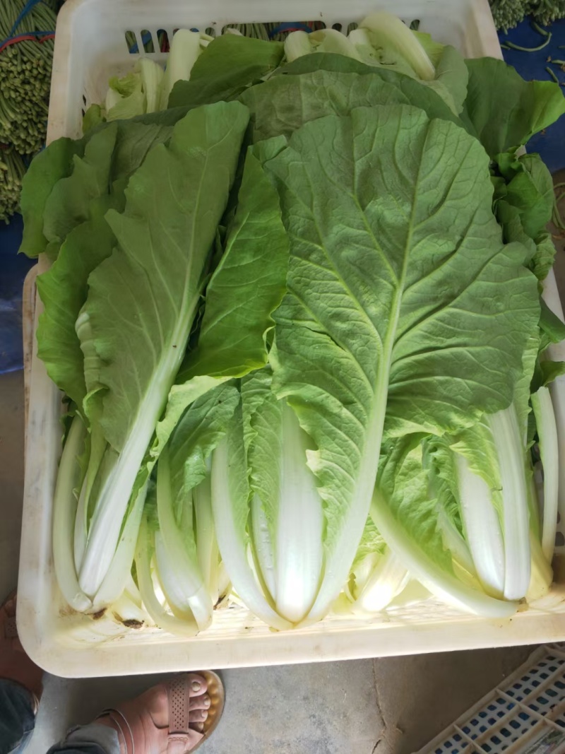 【小白菜】山东小白菜无黑点虫眼病虫害毛菜净菜纸箱泡沫箱都可