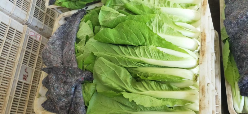 【小白菜】山东小白菜无黑点虫眼病虫害毛菜净菜纸箱泡沫箱都可