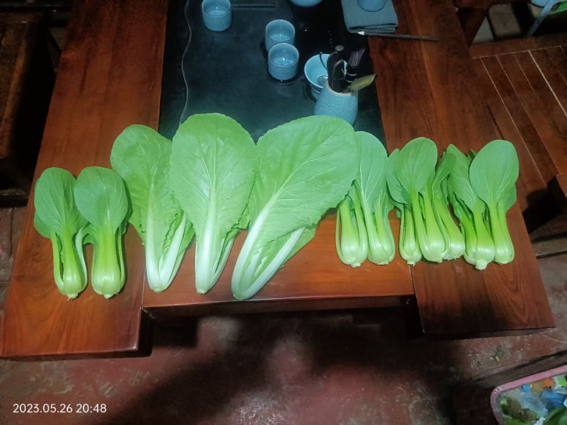 【小白菜】山东小白菜无黑点虫眼病虫害毛菜净菜纸箱泡沫箱都可
