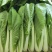 【小白菜】山东小白菜无黑点虫眼病虫害毛菜净菜纸箱泡沫箱都可