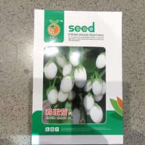 白蛋茄种子鸡蛋茄金银茄盆栽袖珍茄子口感好四季蔬菜种子