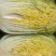 大白菜.黄心大白菜大量上现货.欢迎咨询订购。
