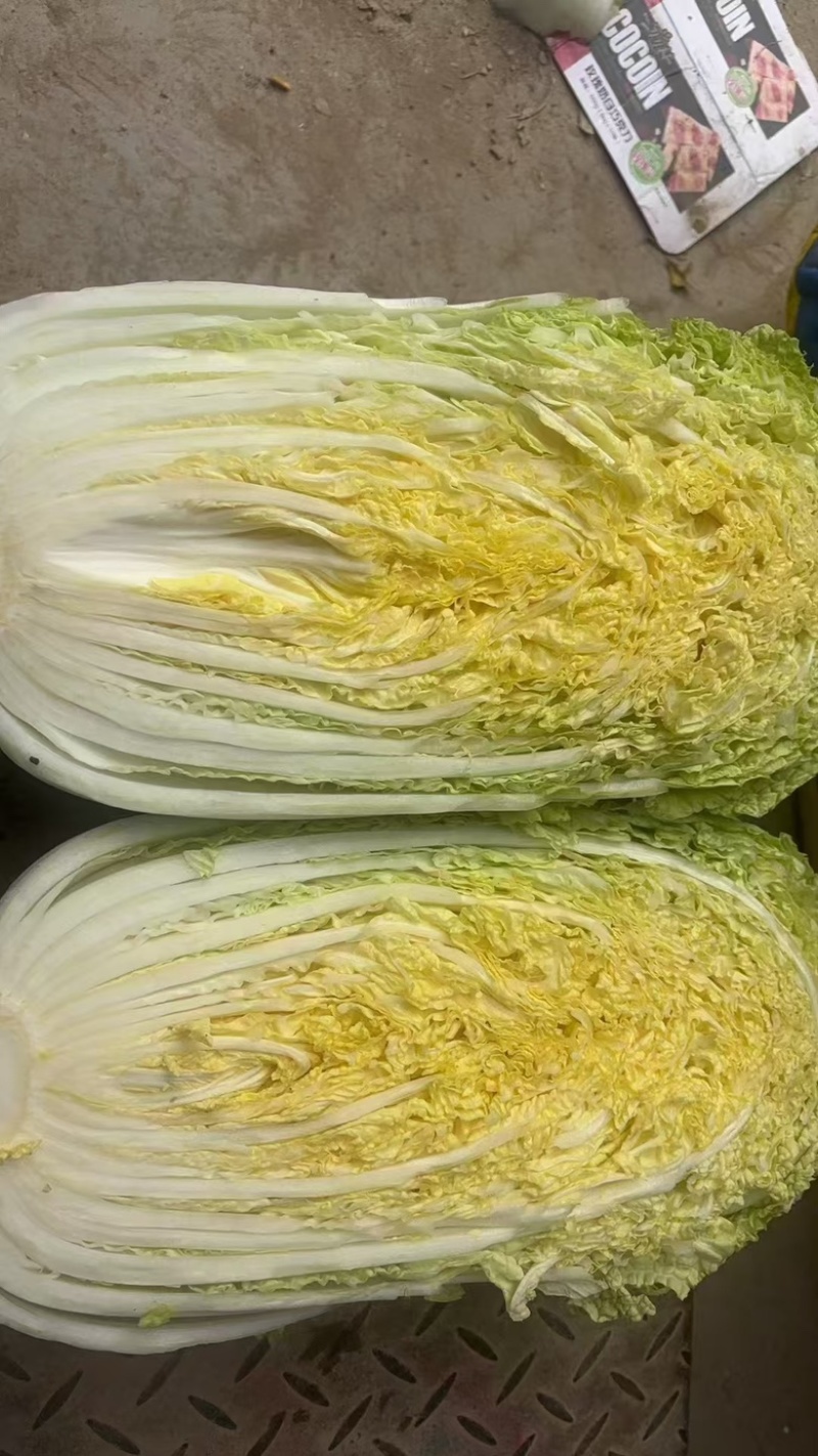 大白菜.黄心大白菜大量上现货.欢迎咨询订购。