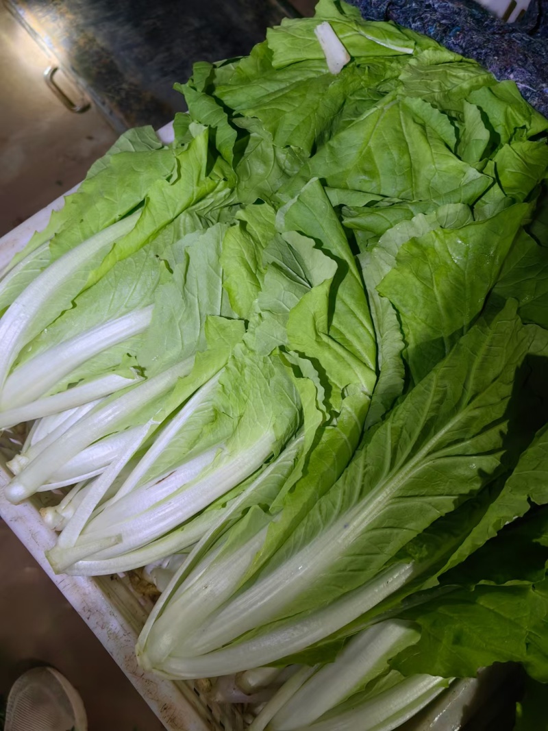 【快菜】山东快菜一手货源常年有货现场看货挑货满意为止按需打包